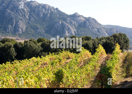 Korsika: Vallee de Orto - Domaine Saparale / Herbst Farben der Reben mit Tal im Hintergrund Stockfoto