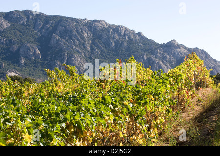 Korsika: Vallee de Orto - Domaine Saparale / Herbst Farben der Reben mit Tal im Hintergrund Stockfoto