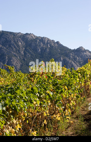 Korsika: Vallee de Orto - Domaine Saparale / Herbst Farben der Reben mit Tal im Hintergrund Stockfoto