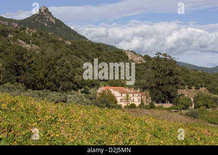 Korsika: Vallee de Orto - Domaine Saparale / Herbst Farben der Reben mit Tal im Hintergrund Stockfoto