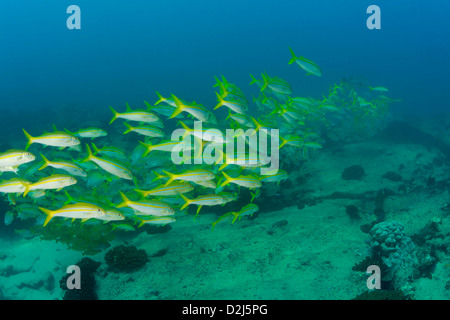 Eine Schule der Gelbschwanz-Schnapper in Cabo Pulmo National Marine Park, Mexiko. Stockfoto