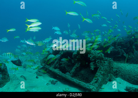 Yellow Tail Snapper am Cabo Pulmo National Marine Park, Mexiko. Stockfoto