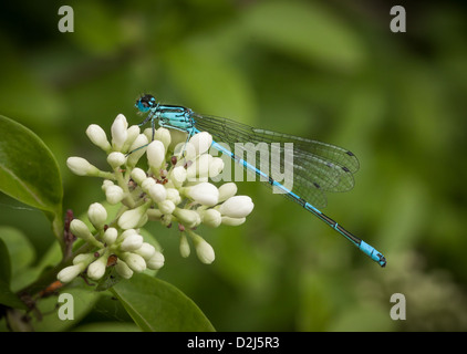 Eine männliche Azure Damselfly (Coenagrion Puella) sitzt auf einem Zweig der weißen Blütenknospen. Stockfoto