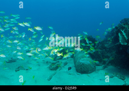 Eine Schule der Gelbschwanz-Schnapper am Cabo Pulmo National Marine Park, Mexiko. Stockfoto