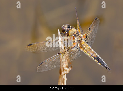 Eine männliche 4 Spot Chaser-Libelle (Libellula Quadrimaculata) thront auf einem tot Reed, seinen Körper glänzen in der Sommersonne. Stockfoto