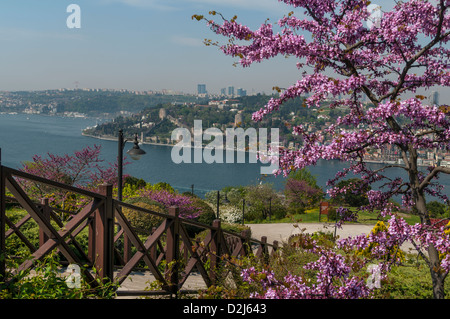 Rumeli Hisari, thrakischen Burg, 1452 Festung, Judasbaum, mit Blick auf Bosporus, Istanbul Stockfoto