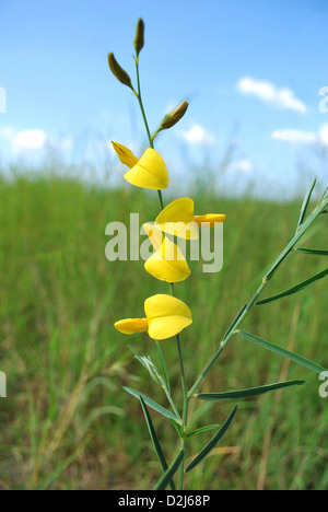 Spanisch Besen Blume: Spartium Junceum Stockfoto