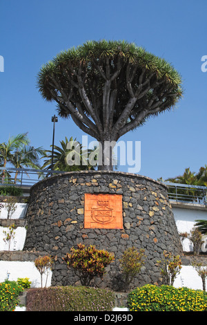 Drago Baum in El Sauzal-Gemeinde. Auf der Insel Teneriffa. Kanarischen Inseln. Spanien Stockfoto