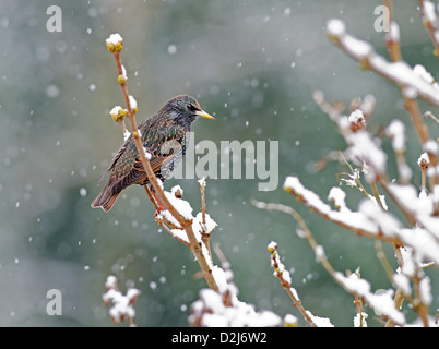 Gemeinsamen Adult Star (Sturnus Vulgaris) thront am Baum im Schnee. Winter. UK Stockfoto
