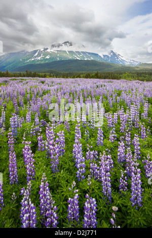 Arctic Lupine, Lupinus arcticus, lila Blüten in Blüte, Kenai Halbinsel, Chugach Nat'l Forest, Alaska, Sheep Mountain Beyond. Stockfoto