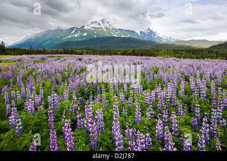 Arctic Lupine, Lupinus arcticus, lila Blüten in Blüte, Kenai Halbinsel, Chugach Nat'l Forest, Alaska, Sheep Mountain Beyond. Stockfoto