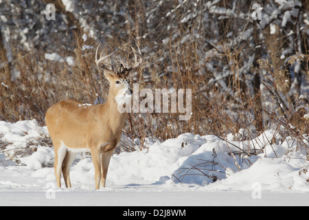 Weiß - angebundene Rotwild (Odocoileus Virginianus) Stockfoto