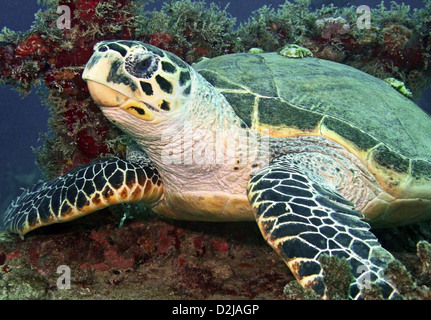 Eine Meeresschildkröte ruht auf dem Deck des Wracks der Spiegel Grove in Key Largo, Florida, USA Stockfoto