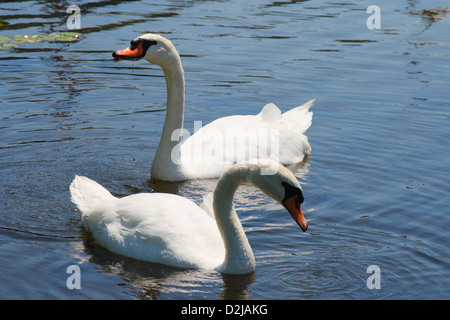 Schwanenpaar zusammen Baden im Teich Stockfoto