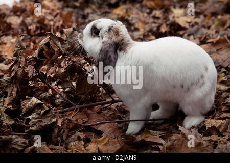 Weiß und sehr niedlichen Kaninchen über Blätter Hintergrund Stockfoto