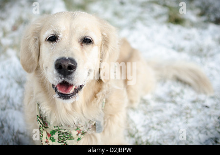 "Chispa' Golden Retriever mit einem Tennisball im Schnee spielen Stockfoto