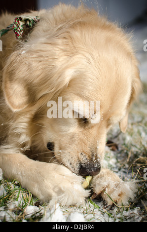 "Chispa' Golden Retriever mit einem Tennisball im Schnee spielen Stockfoto