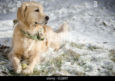 "Chispa' Golden Retriever mit einem Tennisball im Schnee spielen Stockfoto