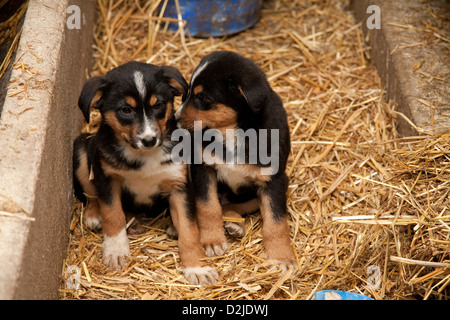 Riedlingen, Deutschland, jungen Berner Sennenhunde im Heu Stockfoto