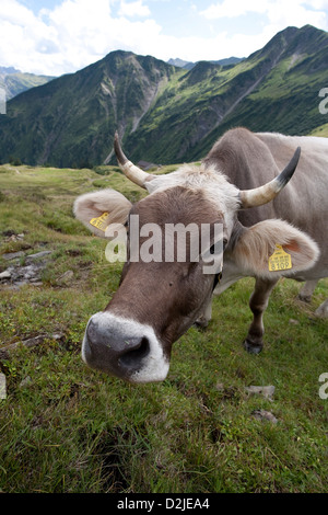 Zermatt, Schweiz, Schweizer Kuh auf der Weide Stockfoto