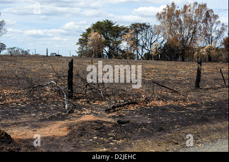 Feuer-Schaden aus der viktorianischen Buschfeuer 2009 war weit verbreitet Stockfoto