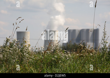 Spremberg, Deutschland, wilde Blumen vor dem Kraftwerk Schwarze Pumpe Stockfoto