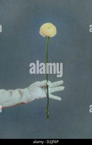eine Hand in einen weißen Handschuh hält eine gelbe Butterblume Blume Stockfoto