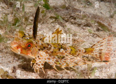 Helm Knurrhahn (Dactyloptena Orientalis), fotografiert in der Nacht von Lion Insel, Bootless Bay, Papua New Guinea Stockfoto