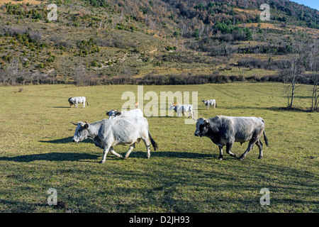 Gascon Vieh im Winterweiden, französischen Pyrenäen Stockfoto