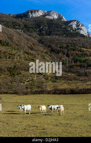 Gascon Vieh im Winterweiden, französischen Pyrenäen Stockfoto