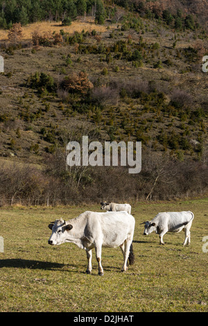 Drei Gascon Vieh im Winterweiden, französischen Pyrenäen Stockfoto