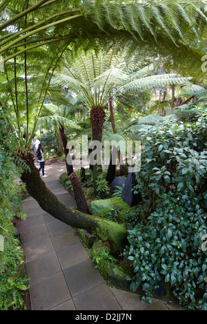 Gemäßigten House, Kew Botanical Gardens, London, UK Stockfoto
