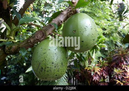 Frucht von Cattleya Forbesii, Palmenhaus, Kew Gardens, London, UK Stockfoto