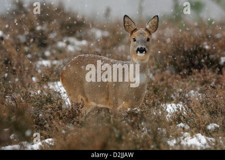 Niederlande. 26. Januar 2013. Reh-Weibchen mit einen Wintermantel in eine Schneedusche, die markiert das Ende der entlang Kaltzeit in den Niederlanden. Bildnachweis: Fred van Wijk / Alamy Live News Stockfoto