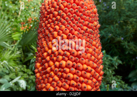 Titan arum Obst oder das große stinken, Amorphophallus Titan, die größte Blume der Welt, den Kew Gardens, London, UK Stockfoto