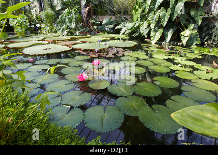 Riesen-Seerosen in Lily Pond, Princess of Wales Conservatory, Kew Gardens, London, UK. Stockfoto