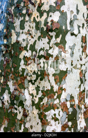 Fleckige Rinde Ahornblättrige Platane Baum, Platanus × acerifolia Stockfoto