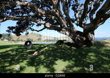 Ein majestätischer Pohutukawa Baum (Metrosideros Excelsa) auf der Coromandel-Küste Stockfoto