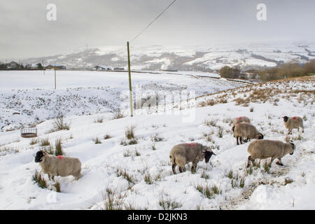 Ramsbottom, Lancashire, UK. 26. Januar 2013. Schafe im Schnee bedeckt Felder in der Nähe von Ramsbottom, Lancashire. Bildnachweis: Andrew Barker / Alamy Live News Stockfoto