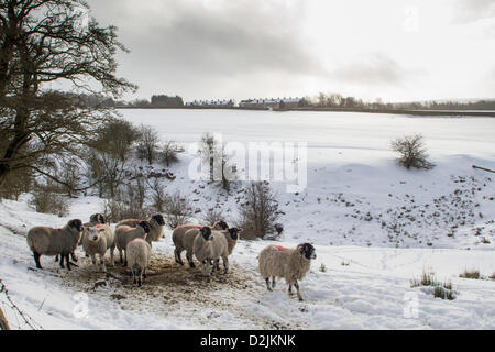 Ramsbottom, Lancashire, UK. 26. Januar 2013. Schafe im Schnee bedeckt Felder in der Nähe von Ramsbottom, Lancashire. Bildnachweis: Andrew Barker / Alamy Live News Stockfoto