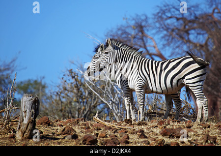 Zebras im Chobe National Park, Botswana Stockfoto