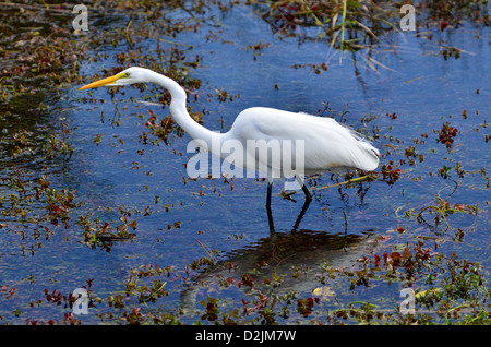 Ein Silberreiher-Angeln in den Sumpf. Der Everglades Nationalpark, Florida, USA. Stockfoto