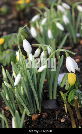 Dorking Surrey England UK. 26. Januar 2013. Die ersten Schneeglöckchen der 2013 Blüte in einem Garten in Surrey, nachdem der Schnee geschmolzen ist. Galanthus sind mehrjährige, krautige Pflanzen, die aus Blumenzwiebeln wachsen und blühen im späten Winter und zeitigen Frühjahr im Vereinigten Königreich. Mit Winter Aconitum oder Wolfs Bane wachsende hier gesehen.  © Julia Gavin / Alamy Live News Stockfoto