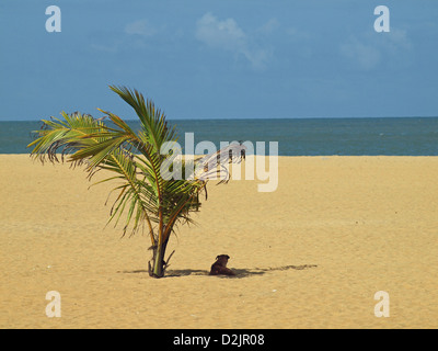 lokalen Mischling Hund schützt vor der Sonne in kleinen Patch von einer kleinen Palme auf den Sandstrand von Negombo Sri Lanka werfen Schatten Stockfoto