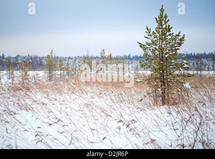 Kiefer und trockenen Schilf am Ufer des zugefrorenen Winter See in Karelien, Russland Stockfoto