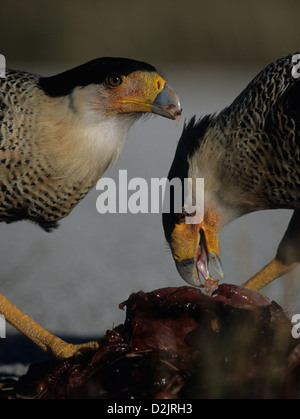 CRESTED KARAKARA (Caracara Cheriway) ernähren sich von Toten Armadillo Florida USA Stockfoto