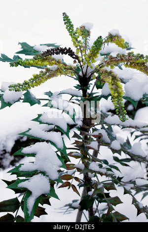 Mahonia "Charity" mit Schnee bedeckt Stockfoto