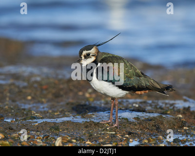 Kiebitz ruht am Ufer Stockfoto