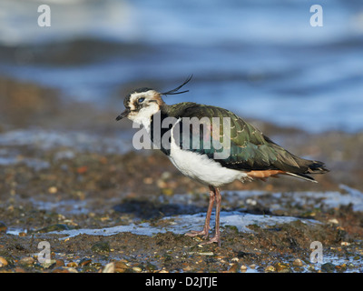 Kiebitz ruht am Ufer Stockfoto