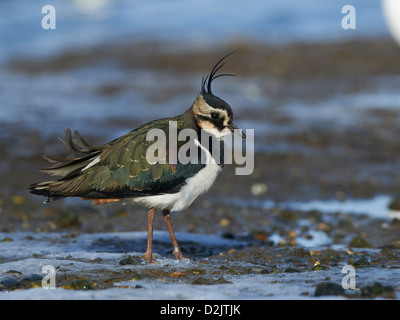 Kiebitz ruht am Ufer Stockfoto